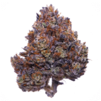 Buy Purple Haze Weed in UAE